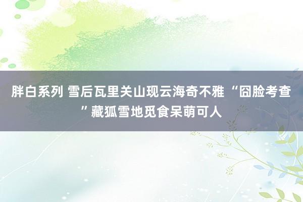 胖白系列 雪后瓦里关山现云海奇不雅 “囧脸考查”藏狐雪地觅食呆萌可人