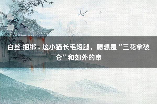 白丝 捆绑 . 这小猫长毛短腿，臆想是“三花拿破仑”和郊外的串